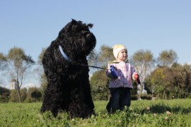 terrier negro ruso